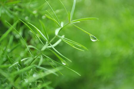 Drops of morning dews on green plants.の写真素材