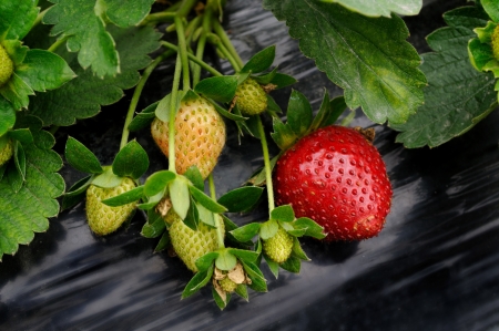 Strawberriesの写真素材