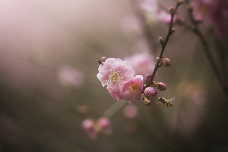 Red plum flowers blossom in late winterの写真素材