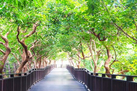 Wooden path through the forest.の写真素材
