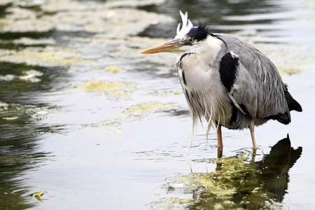 Grebe in a pondの写真素材