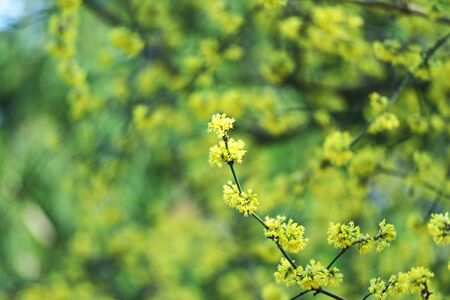 Tree flowering in Jardin du Ranelagh , Parisの写真素材