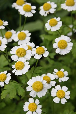 camomiles daisywheelsの写真素材