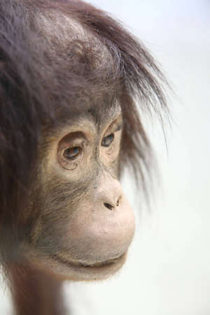 chimpanzeeの写真素材