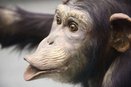 chimpanzee 2の写真素材