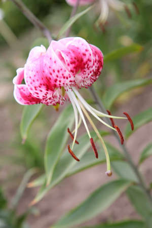 flower of tiger lilyの写真素材