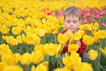 boy on field of tulipsの写真素材