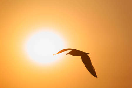Silhouette of bird opposite sunの写真素材