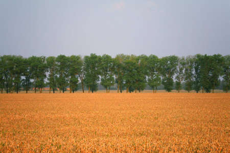 Wheaten field and treesの写真素材