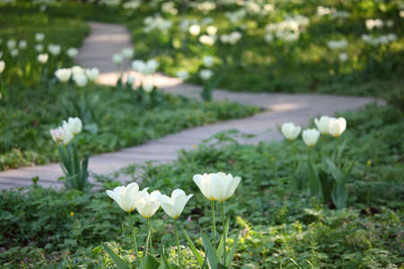 Track in garden among blossoming white tulipsの写真素材