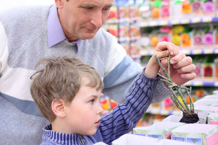 elderly man with boy in shop choose  rose saplingの写真素材