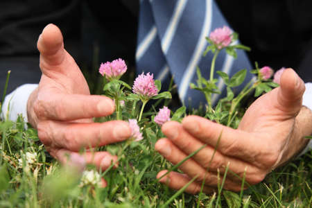 Man's hands, grass, clover flowers, close-upの写真素材
