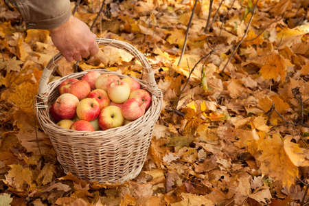 Basket with apples in man's hand on maple leavesの写真素材