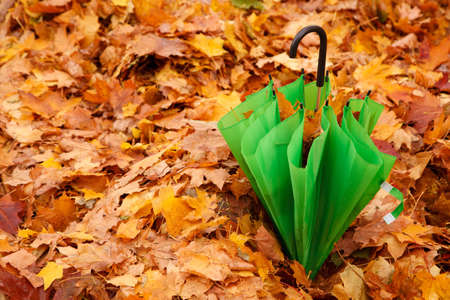 Combined green umbrella in autumn park lies on layer of the yellow fallen down maple leaves.の写真素材