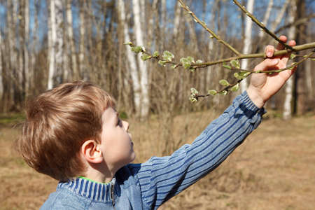 The boy looks at full bud in spring parkの写真素材