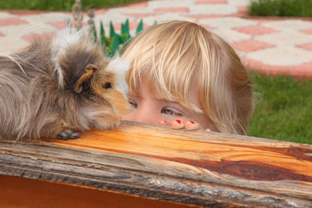 little girl  looking on Guinea pig の写真素材