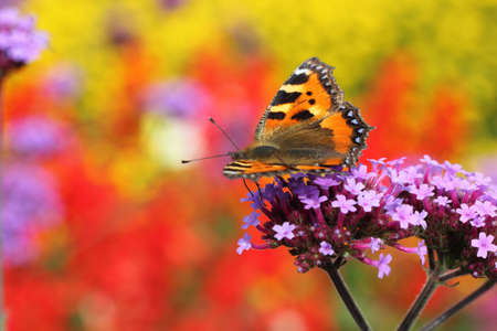 butterfly urticaria in profile sitting on a purple flower heliotrope, macro photographyの写真素材