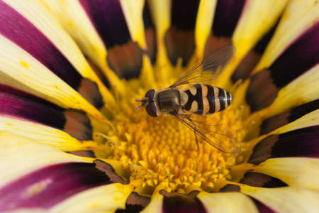 bee sitting on a blossoming flower Gazania afternoon. macro shootingの写真素材