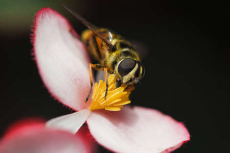 bee carabinae sitting on a blossoming flower begonias, close-up photography