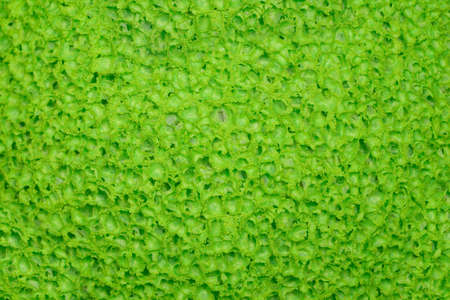 Soft green porous texture, surface.の写真素材