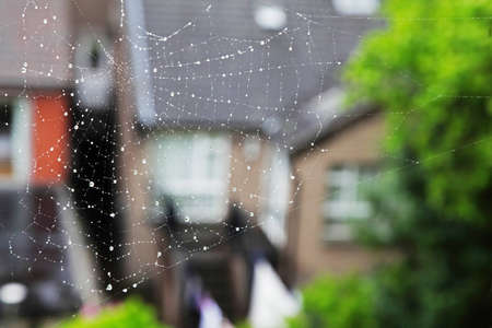 house and the grass could be seen through the web with sparkling dropsの写真素材