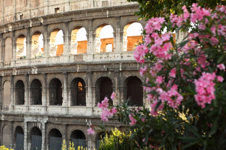 Ancient amphitheater Colosseum in Rome. shrub with pink flowersの写真素材