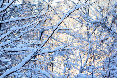 Trees in snow at winter, dark branches and sun glare on ice
