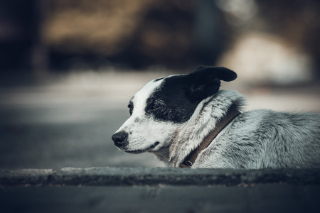 dog lying on the sidewalk