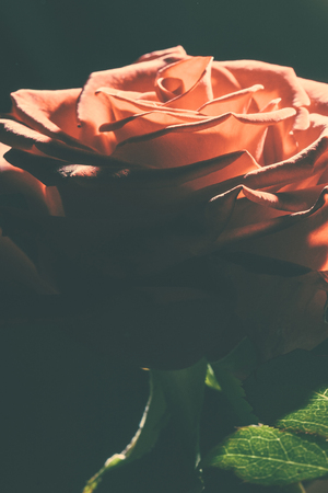 orange rose with green leaf. macro shootingの写真素材