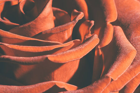big orange rose with beautiful petals. の写真素材