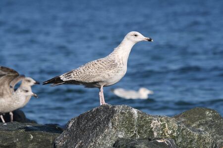 A seagull resting on a rock at the beachの写真素材