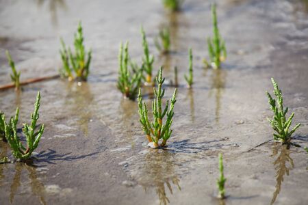 Close-up of saltwort in the marshlandの写真素材