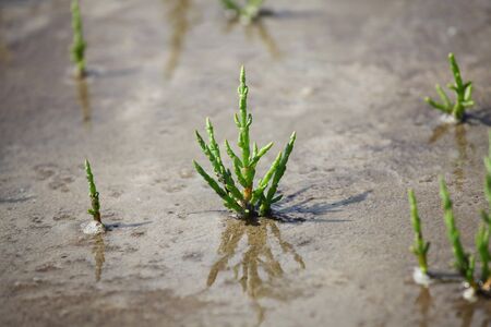 Close-up of saltwort in the marshlandの写真素材