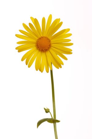 Leopard's bane - Doronicum - Isolated on white backgroundの写真素材