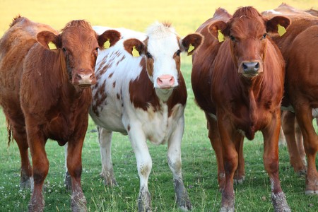 Cows in the evening sunの写真素材