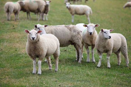 Some sheepの写真素材