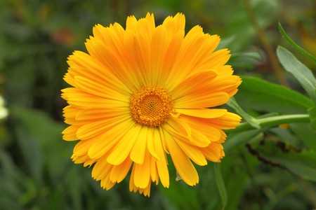 Orange yellow marigold - Calendulaの写真素材