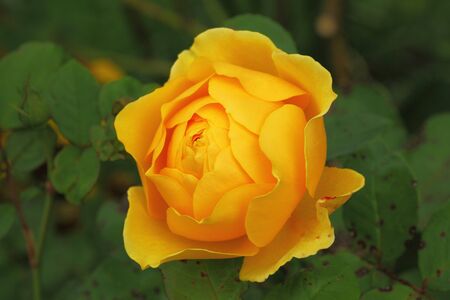 Orange roseの写真素材