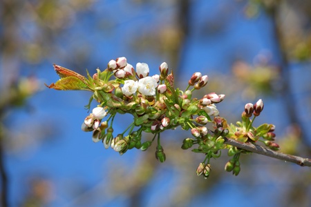 Bunches of cherry blossomの写真素材