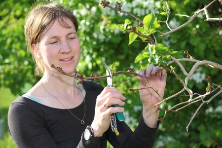 Woman cutting a branch of a bush in the garden