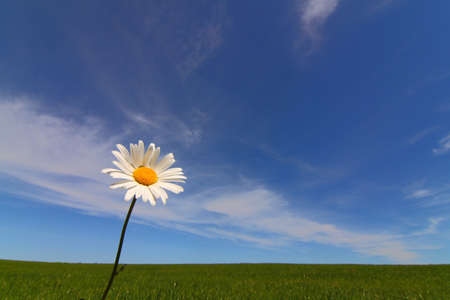 Marguerite in front of blue skyの写真素材