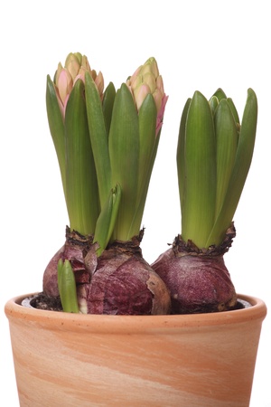 Hyacinth flowers growing in a pot isolated on white の写真素材