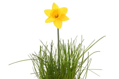 Yellow daffodil isolated on white backgroundの写真素材