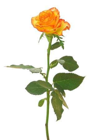 Single orange-yellow rose on white background の写真素材