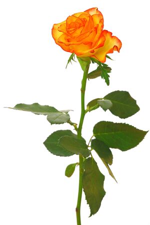 Single orange-yellow rose on white background の写真素材