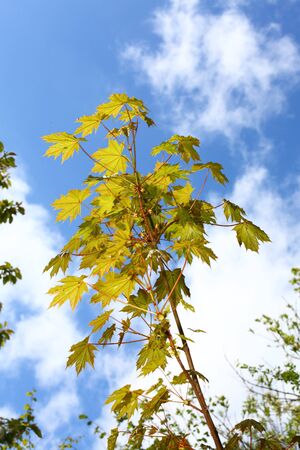 Maple tree in front of blue skyの写真素材