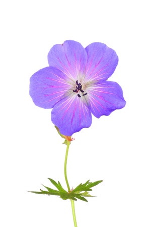 Close-up of a purple Cranesbill flower on white backgroundの写真素材