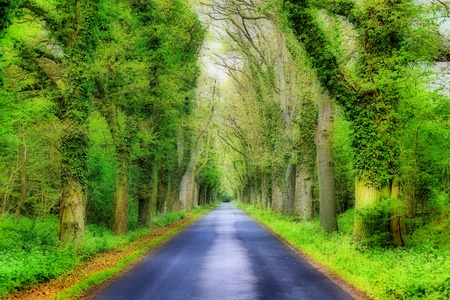 Empty road running through tree alleyの写真素材