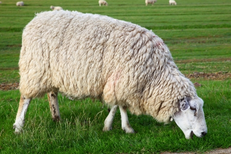 Sheep in green meadowの写真素材