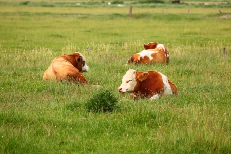 Three cows in green meadowの写真素材